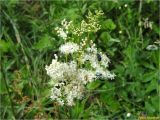 Filipendula ulmaria подвид denudata. Соцветие с кормящимися и спаривающимися жуками. Украина, Ивано-Франковская обл., Долинский р-н, Шевченковский сельсовет, окр. с. Мысливка, на лугу среди кустарниковых насаждений. 07.07.2017.