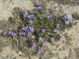 Malva sylvestris