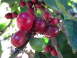 Coffea arabica