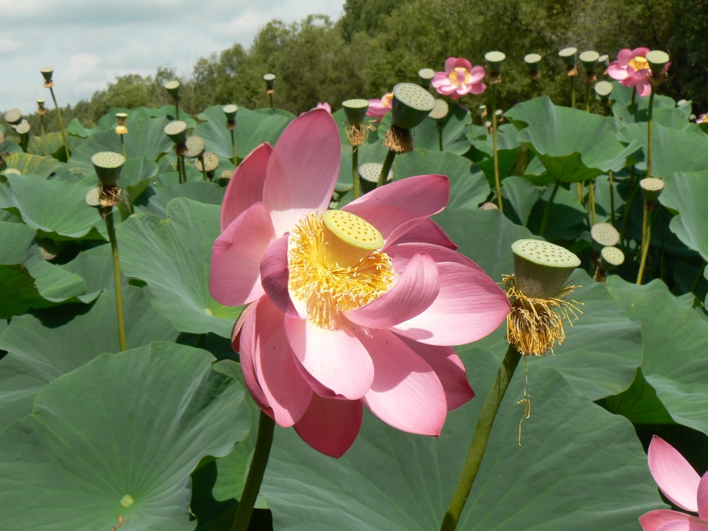 Изображение особи Nelumbo komarovii.