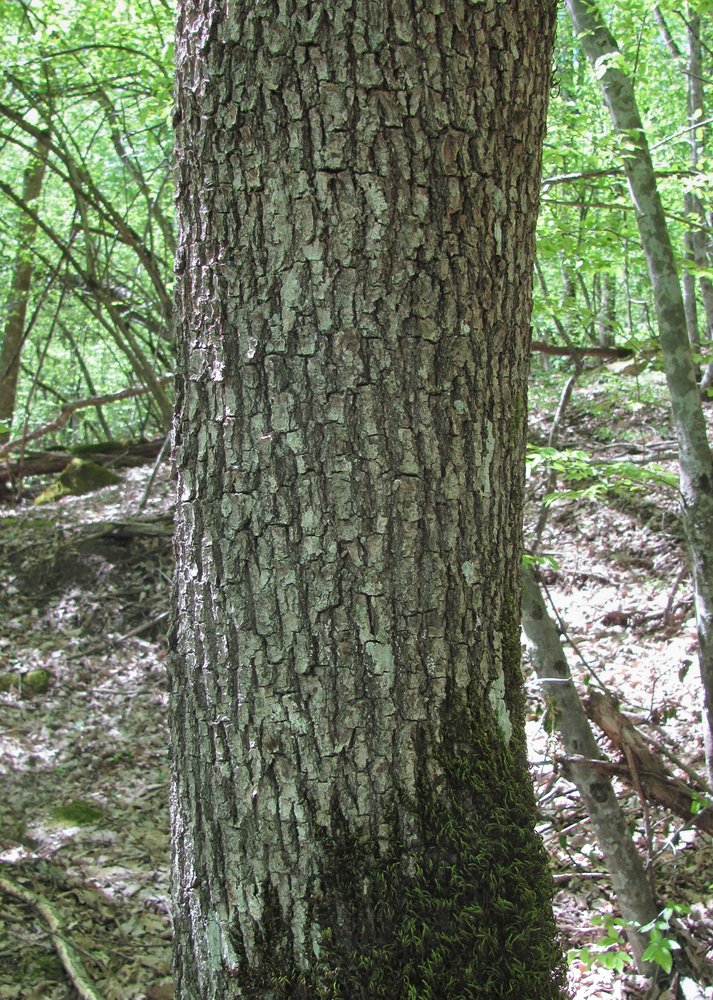 Изображение особи Quercus petraea.