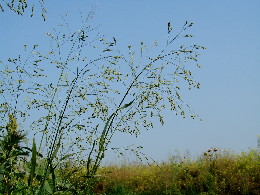 Изображение особи Panicum miliaceum ssp. ruderale.