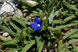 Anchusa cespitosa