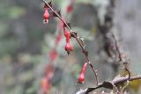 Rosa omeiensis форма pteracantha. Часть побега с плодами. Китай, Юньнань, национальный парк Пудацо (Potatso National Park), 22 км от г. Шангри-Ла, в 150 м от оз. Шуду, ≈ 3400 м н.у.м., хвойный лес. 29 октября 2016 г.