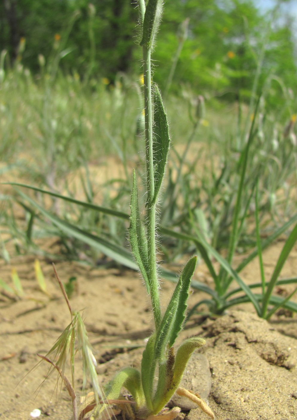 Изображение особи Camelina rumelica.