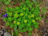 Euphorbia altaica