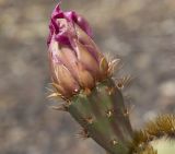 Opuntia aciculata