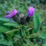 Centaurea phrygia. Верхушка побега с цветущими и плодоносящими соцветиями-корзинками. Пермский край, Оханский р-н, Кунчурихинский бор, разнотравный луг. 07.09.2019.