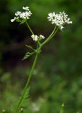 Anthriscus cerefolium