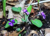 Viola phalacrocarpa