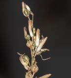 Chlorophytum saundersiae