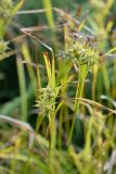 Carex grayi