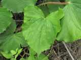 Valeriana alliariifolia. Поражённый лист. Кабардино-Балкария, Эльбрусский р-н, окр. с. Нейтрино, ок. 1850 м н.у.м., каменистое место. 09.07.2020.