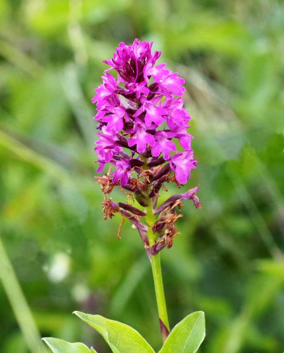 Изображение особи Anacamptis pyramidalis.