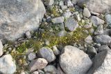 Ranunculus reptans