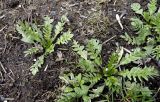 Capsella bursa-pastoris. Вегетирующие растения. Москва, Лефортово, сквер им. М. И. Калинина, под пологом липово-кленовых насаждений. 17.04.2022.