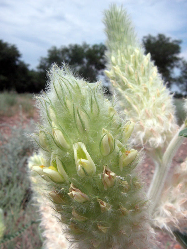 Изображение особи Astragalus alopecias.