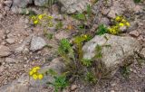 Potentilla chinensis. Цветущее растение. Приморье, Хасанский р-н, п-ов Гамова, бухта Тёплая, каменистый склон. 02.08.2021.