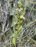 Ophrys flavomarginata