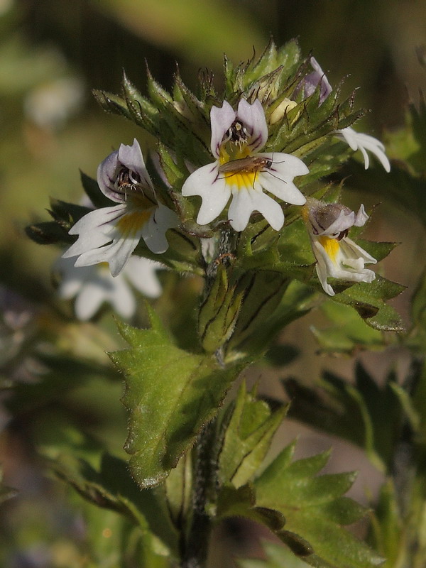 Изображение особи Euphrasia brevipila.