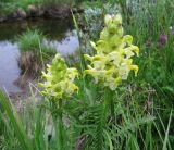 Pedicularis compacta