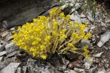 Sedum acre