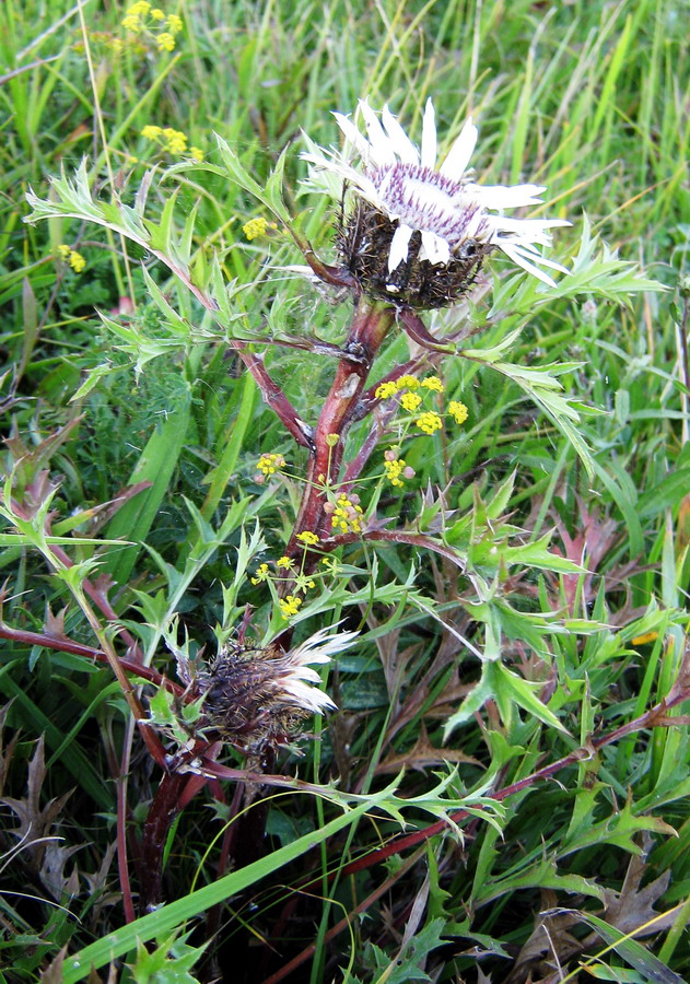 Изображение особи Carlina cirsioides.