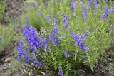 Scutellaria baicalensis