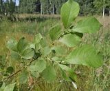 Salix aurita