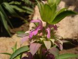 Monarda citriodora