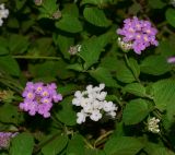 Lantana montevidensis