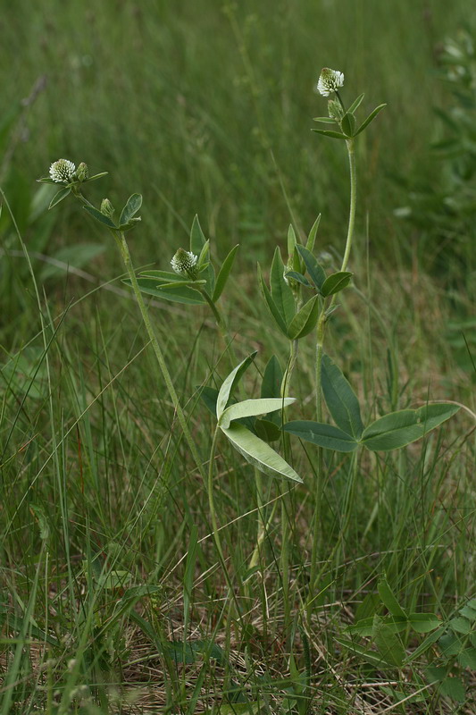 Изображение особи Trifolium montanum.