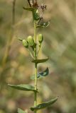 Hieracium virosum