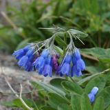 Mertensia stylosa. Соцветие. Иркутская обл. Слюдянский р-н, водораздел между р. Большая Быстрая и Малый Салбак. 04.07.2012.