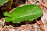 Arisarum vulgare