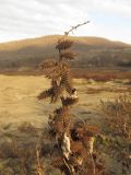 Xanthium orientale. Верхушка побега с сухими соплодиями. Краснодарский край, Крымский р-н, Неберджаевское вдхр. 24.11.2013.