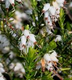 Erica carnea