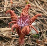 Pedicularis panjutinii. Распускающееся растение, Карачаево-Черкесия, Архыз, долина р. Аманауз, альпика, 2500 м н.у.м. 14.06.2014.