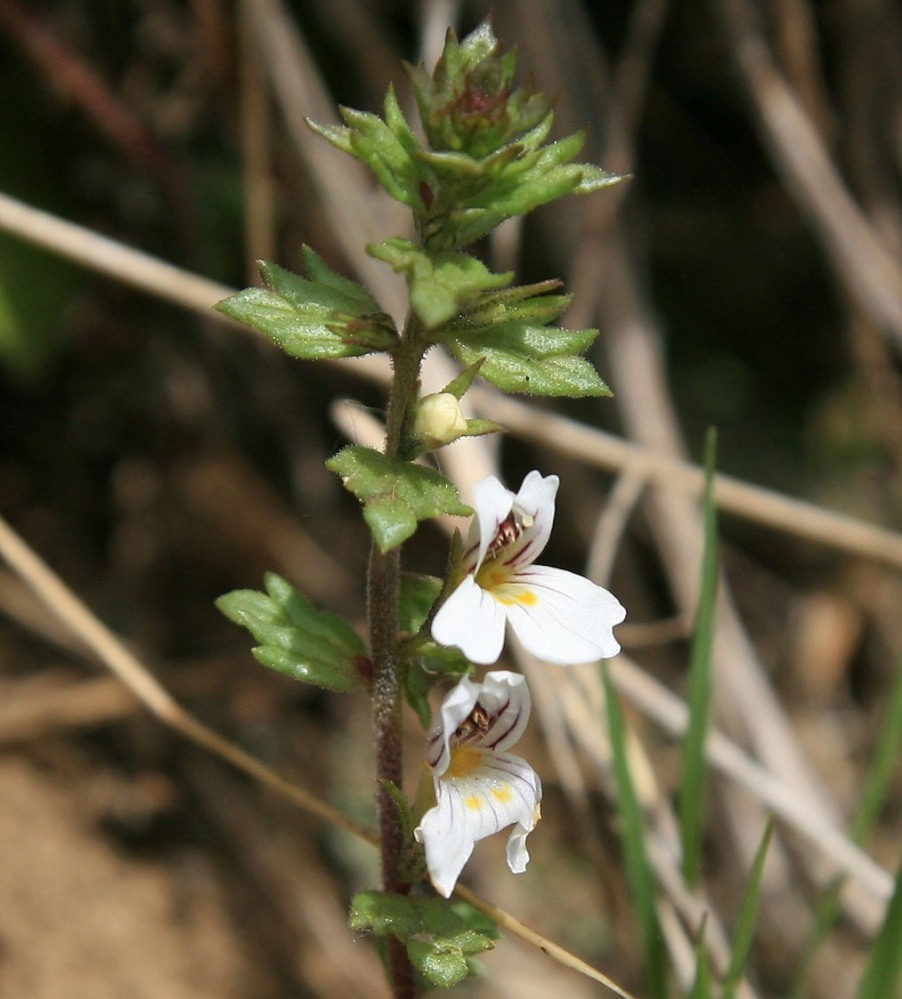 Изображение особи род Euphrasia.