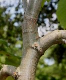 Tilia mandshurica