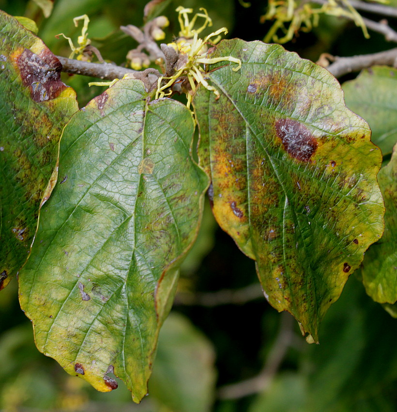 Изображение особи Hamamelis virginiana.