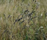 Festuca arundinacea