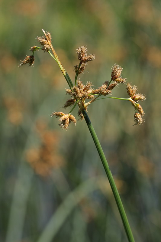 Изображение особи Schoenoplectus lacustris.