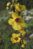 Verbascum marschallianum