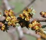 Hippophae rhamnoides. Тычиночные цветки. Восточный Казахстан, Уланский р-н, с. Украинка, дачный участок, в культуре. 29.04.2012.