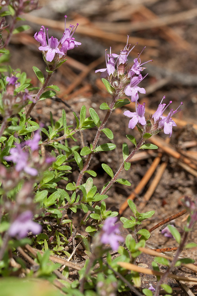 Изображение особи Thymus serpyllum.