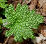 Leonurus quinquelobatus