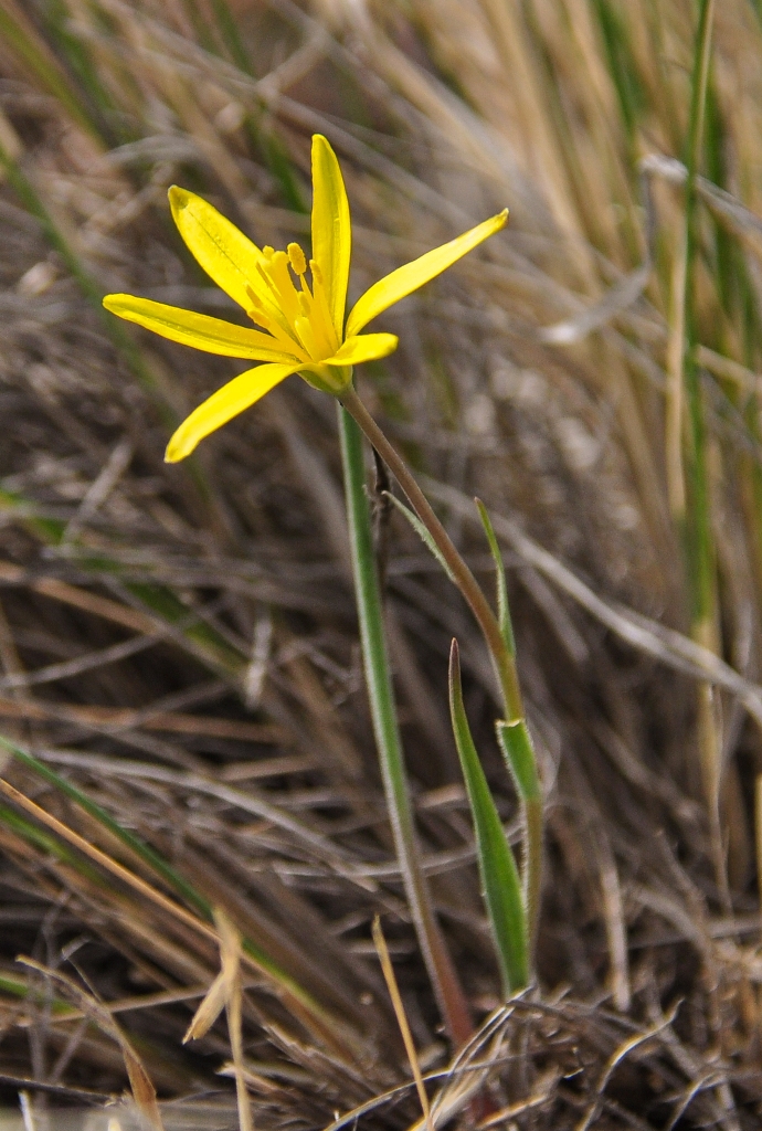 Image of Gagea pauciflora specimen.