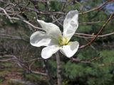 Magnolia kobus. Цветок. Владивосток, Ботанический сад-институт ДВО РАН. 8 мая 2016 г.