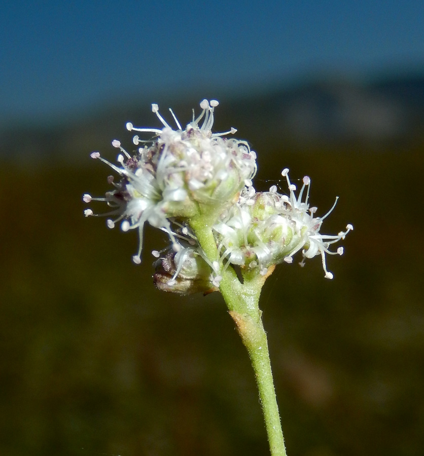 Изображение особи Gypsophila pallasii.